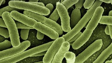 bakterie do szamba
